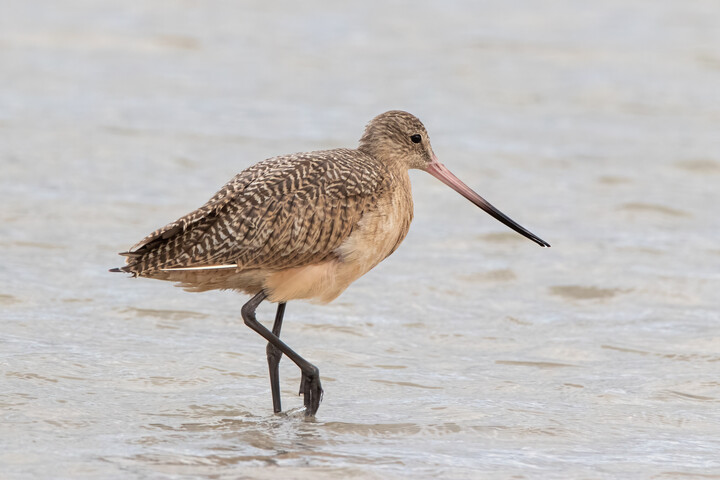 Marbled Godwit